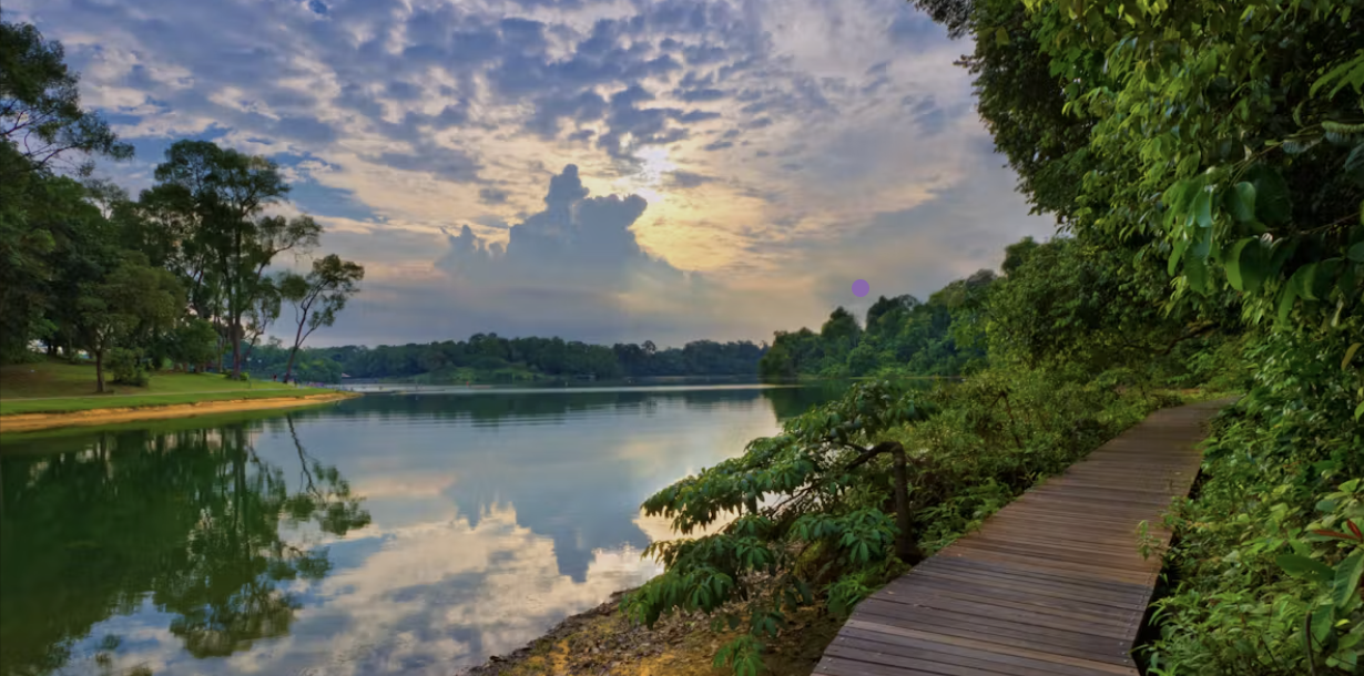 Lush greenery and water at MacRitchie Reservoir